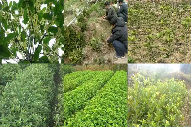 房子后面可以栽桂花树吗1681871051473