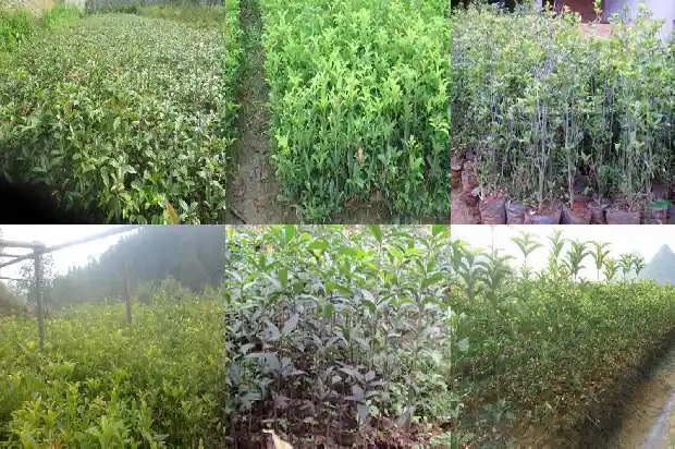 房子后面可以栽桂花树吗1681871051521