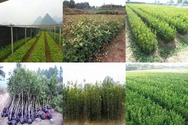 桂花树什么时候拆枝最好呢1688604433458