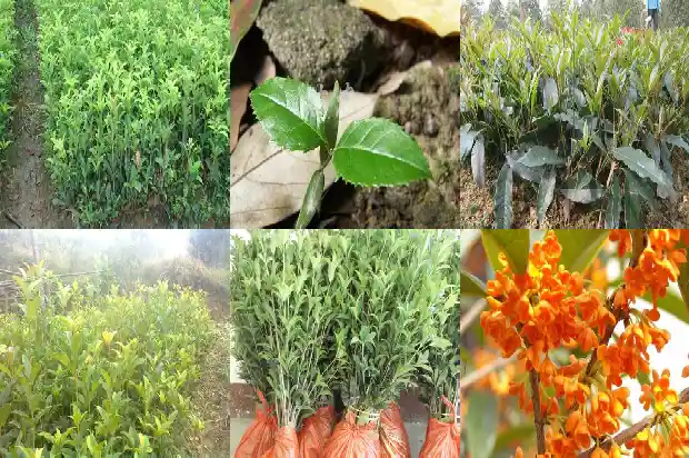 桂花树能种在房子门前吗1681871100876
