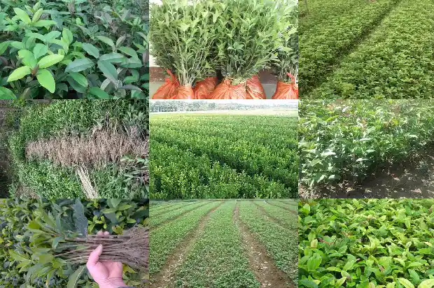 桂花树放哪儿风水好1681871153560