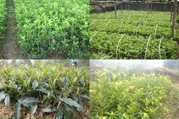 桂花树什么时候可以扦插1681871235409