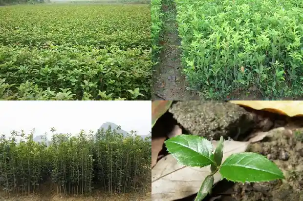 桂花树什么时候可以扦插1681871235505