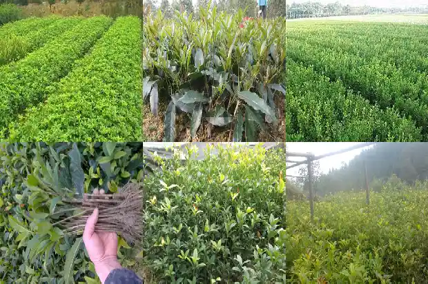 桂花树什么时候可以扦插1681871235552