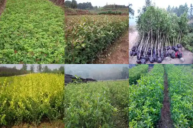 桂花生根最好的方法1681871275243