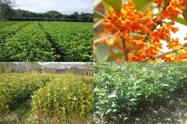 桂花生根最好的方法1681871275337