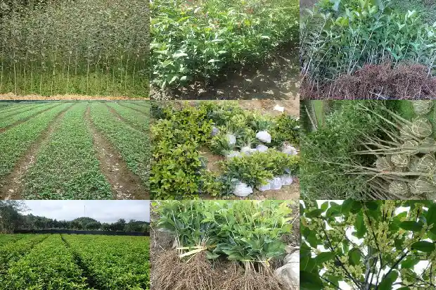 桂花生根最好的方法1681871275385
