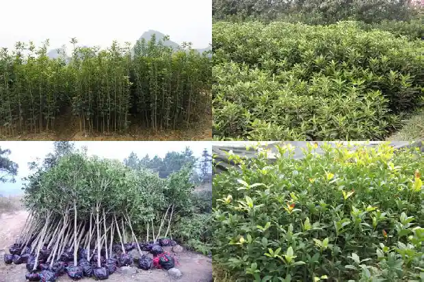 桂花插枝条容易活的方法是1681871315266