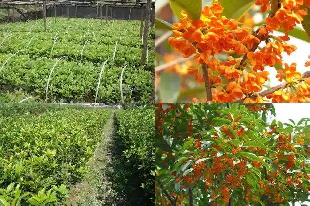桂花不用生根粉好生根吗1681871354970