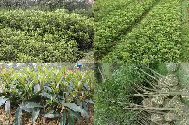 桂花不用生根粉好生根吗1681871355016