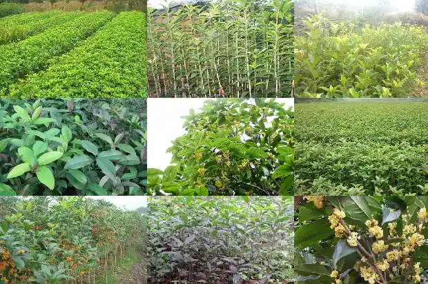 桂花靠接技术1681871397096