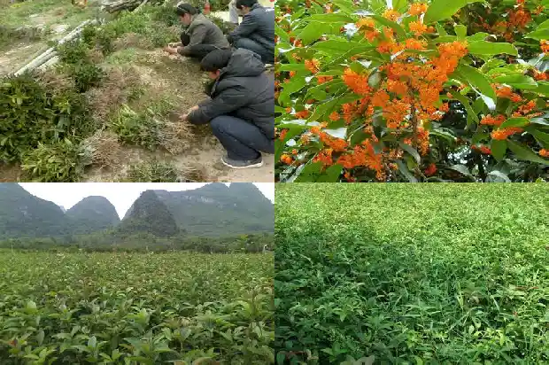 桂花茶的功效与作用泡水喝的功效是什么呢1689381525513