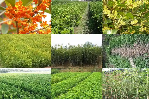 桂花枸杞茶禁忌1689208113113