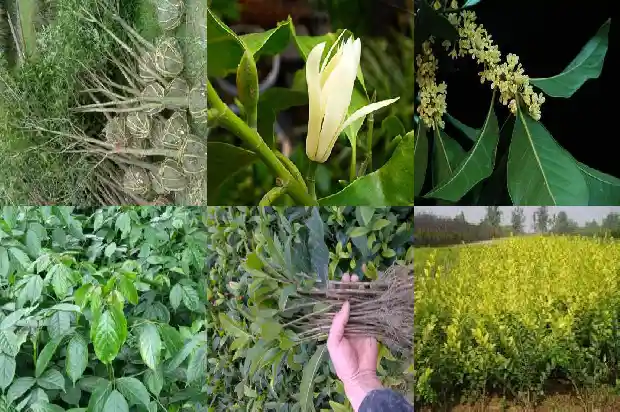 桂花果的功效和作用1681871665932