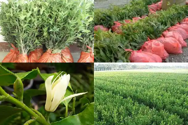 桂花果的功效和作用1681871665980