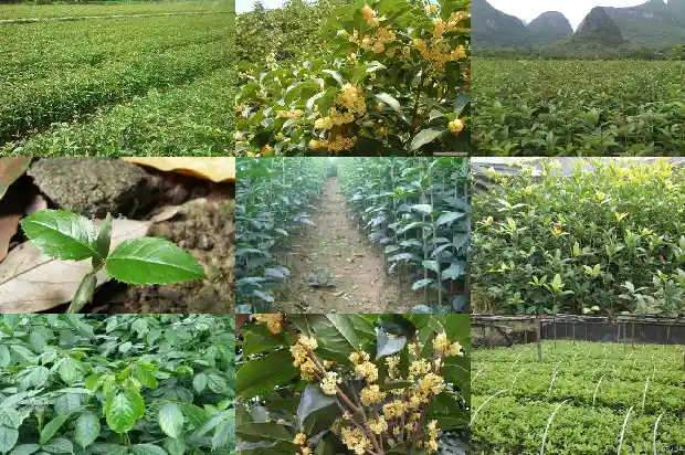桂花果的功效和作用1681871666027