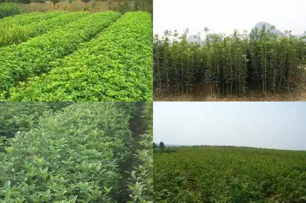 桂花果子泡酒壮阳1681871705997