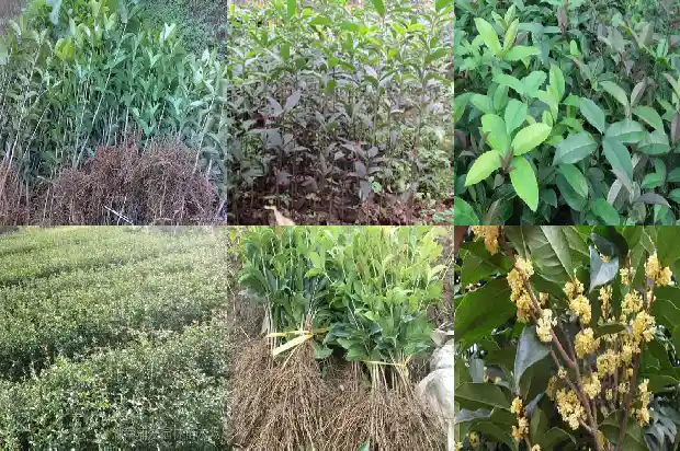 哪些人群不能吃桂花果1681871738581