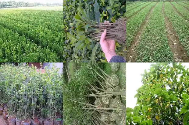 桂花树北方室外可以种植吗1681871774378