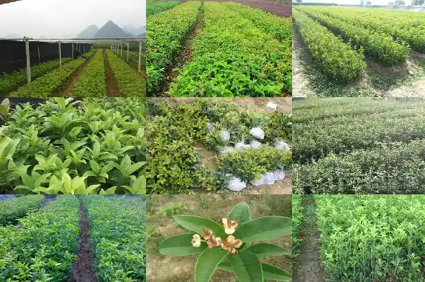 桂花树北方室外可以种植吗1681871774425