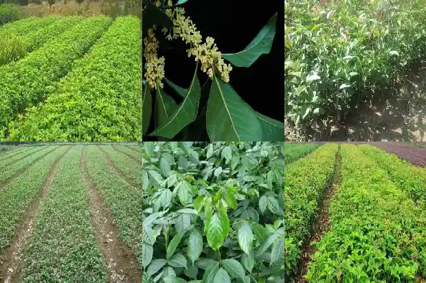桂花树北方室外可以种植吗1681871774473