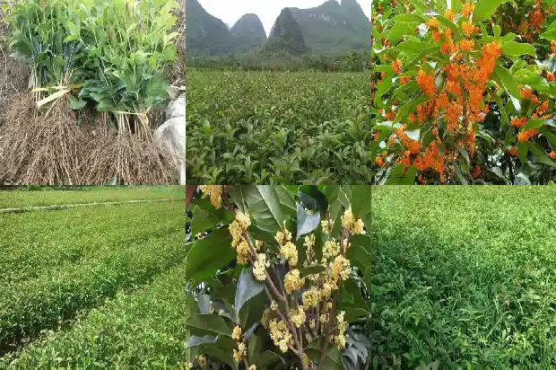 桂花树北方室外可以种植吗1681871774521