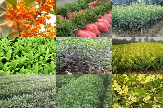 哪种桂花树可以在北方种植1681871809090