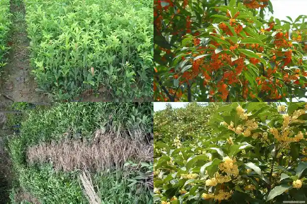 桂花树北方室外能过冬吗1681871838714