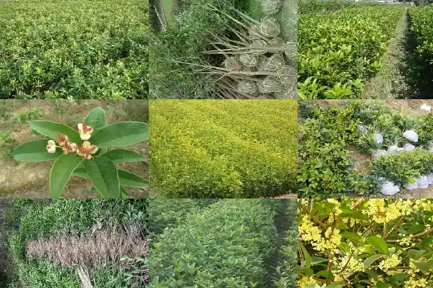 桂花树北方室外能过冬吗1681871838760