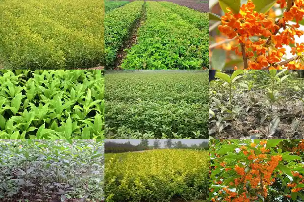 桂花树北方室外能过冬吗1681871838807