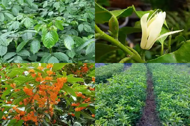 桂花的树枝可以插活吗?1681871924520