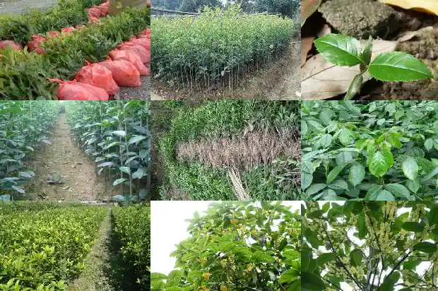 桂花的树枝可以插活吗?1681871924568
