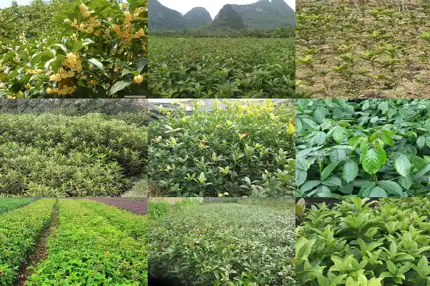 桂花的树枝可以插活吗?1681871924616