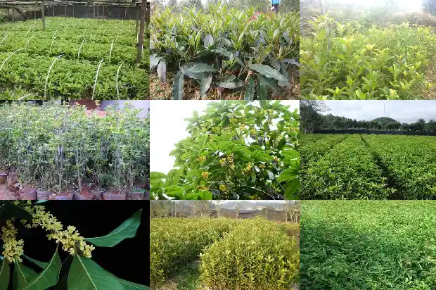 桂花的树枝可以插活吗?1681871924664