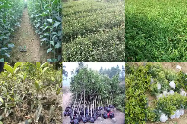 桂花的功能与功效禁忌1689208451434