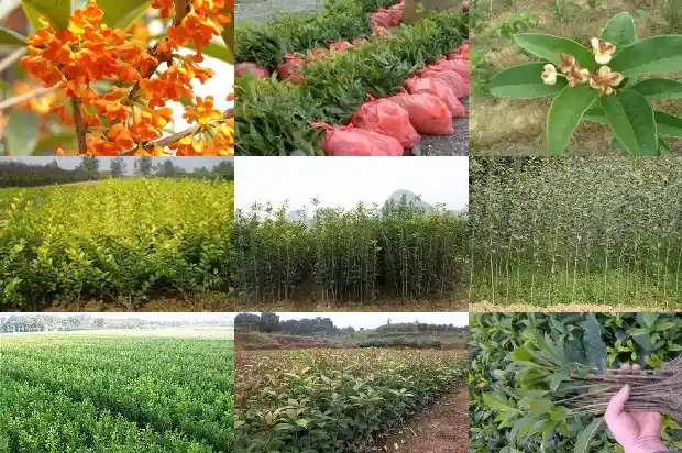 桂花树如何播种育苗1681871986552