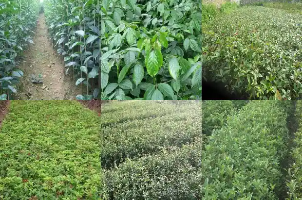 桂花树如何播种育苗1681871986600