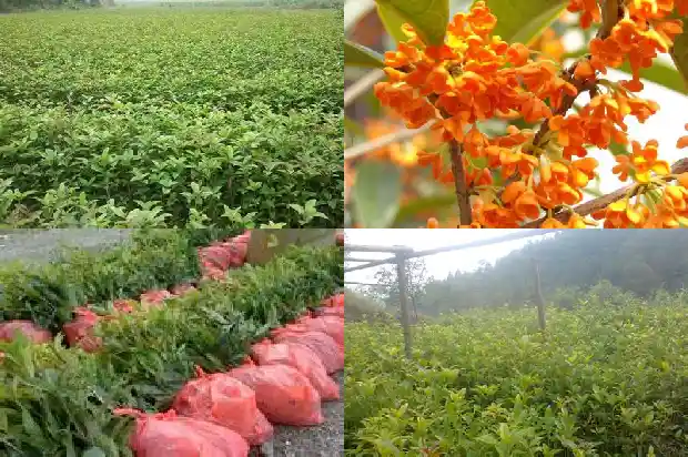 桂花乌龙茶冬天可以喝吗女生1689467878778