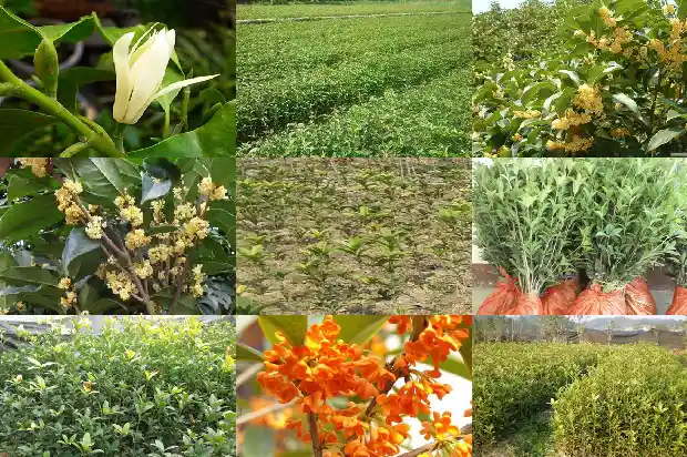桂花树能嫁接几个品种吗1681872110215