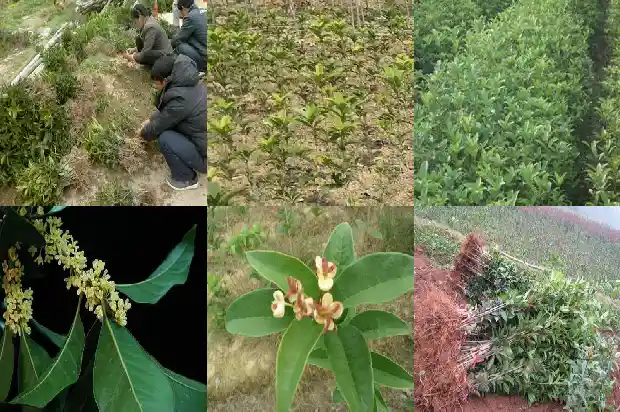 桂花树能嫁接几个品种吗1681872110310
