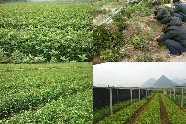不同品种的桂花树可以嫁接吗1681872138800