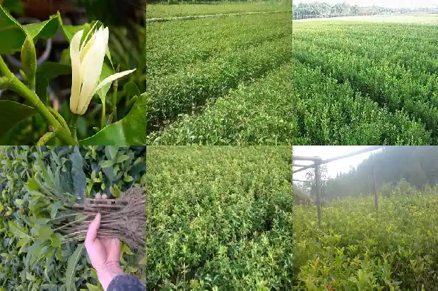 不同品种的桂花树可以嫁接吗1681872138845
