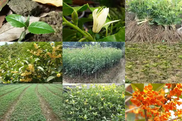 桂花树可以嫁接哪种果树吗1681872164793