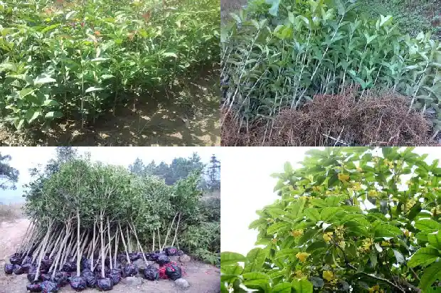 桂花树能嫁接流苏1681872196214