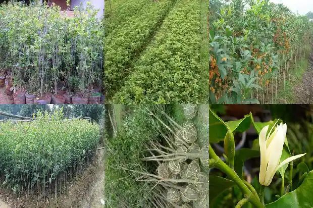 桂花和玫瑰花能一起泡水喝吗功效1689208545789