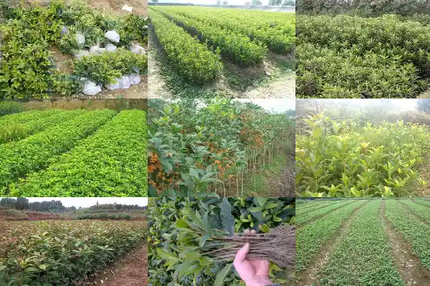 桂花树皮开裂是怎么回事1681872228237