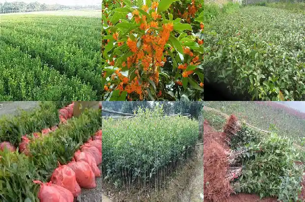 桂花树皮干裂怎么办1681872257902