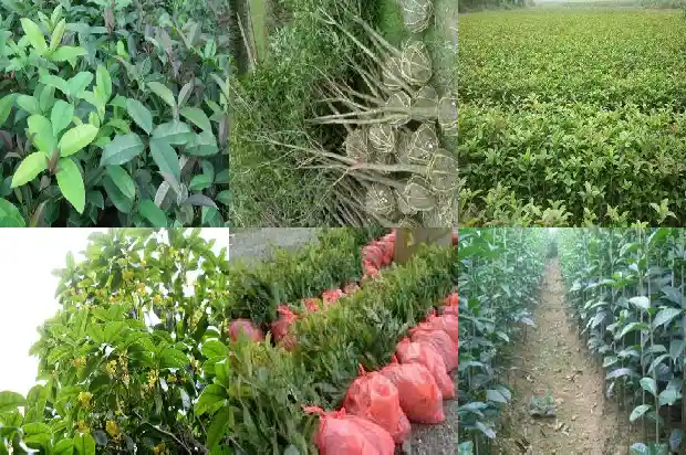 桂花树的果实有什么功效和作用吗1681872283174