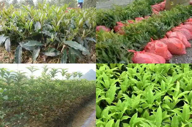 桂花树果实有什么用?1681872314690
