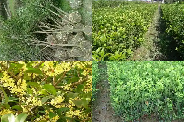 桂花树的果实有什么作用与攻效1681872350656